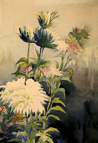 white chrysanthemums 